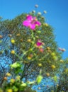 `Gentle beauty`, harmonious trio-sky, tree, flower